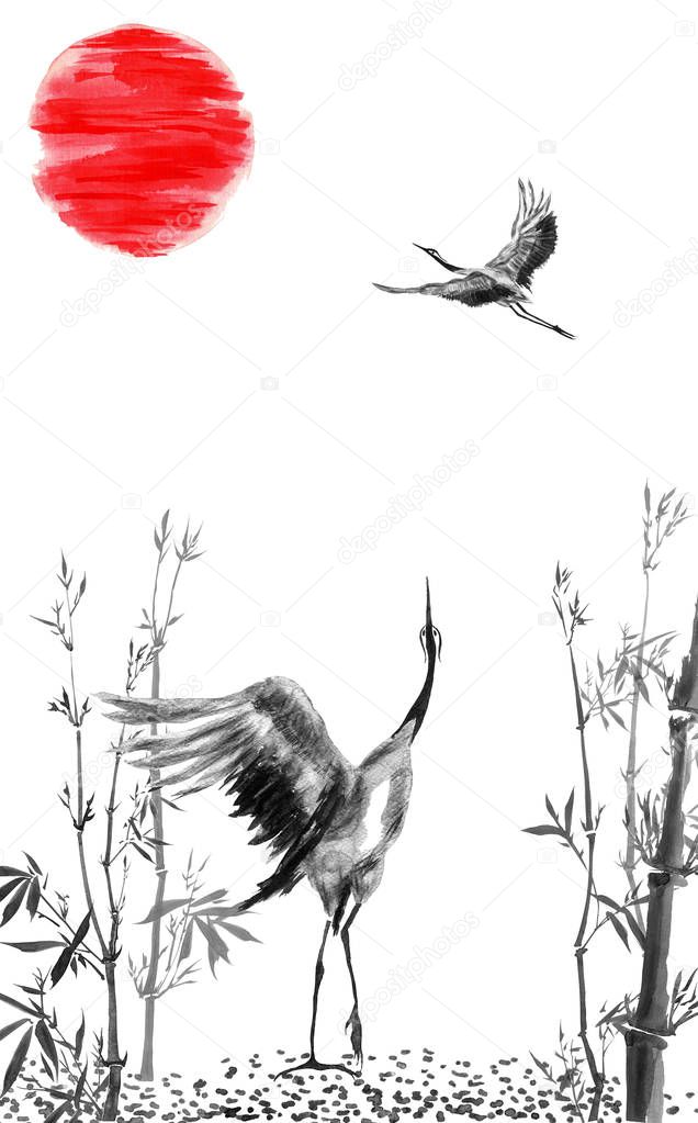 Two  Japanese cranes birds drawing.  Watercolor and ink illustration in style sumi-e, u-sin, go-hua. Oriental traditional painting. Isolated 