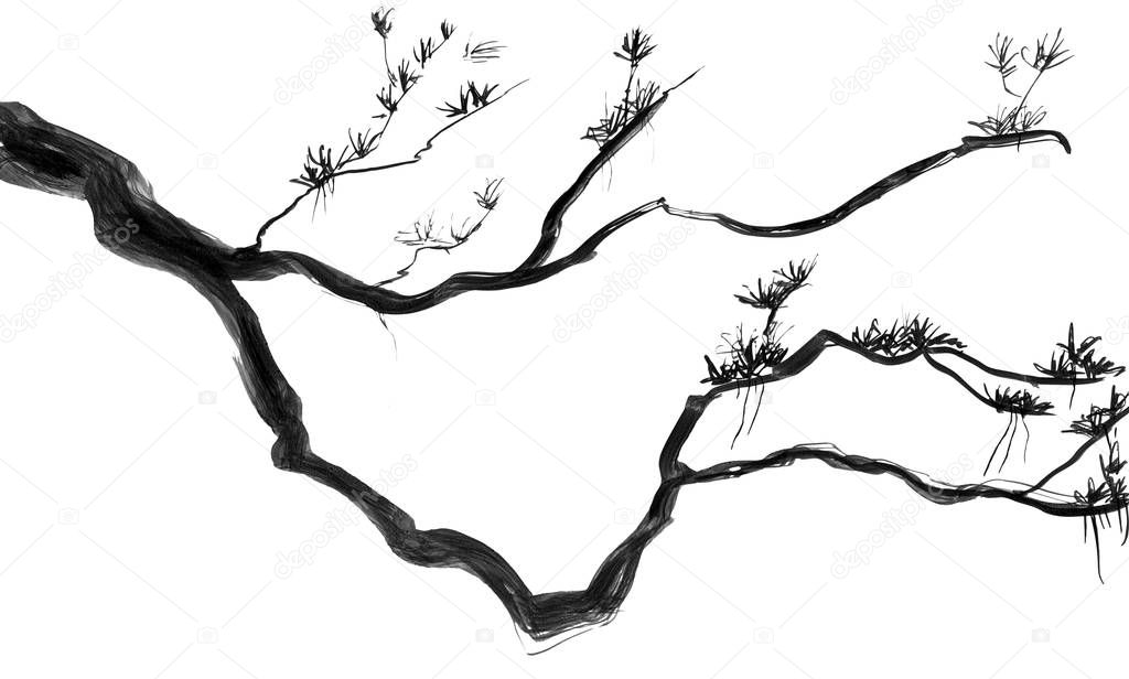 A branch of a fir tree.  Watercolor and ink illustration in style sumi-e, u-sin. Oriental traditional painting.  