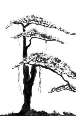 Çin çam. Suluboya ve mürekkep çizim stili sumi-e, u-sin. Oryantal geleneksel resim. Beyaz arka plan üzerinde izole.