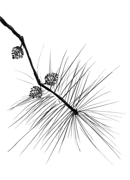 Een Tak Van Chinese Pine Kegels Aquarel Inkt Illustratie Voor — Stockfoto
