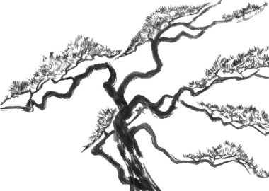 Çin çam. Suluboya ve mürekkep çizim stili sumi-e, u-sin. Oryantal geleneksel resim. Beyaz arka plan üzerinde izole.