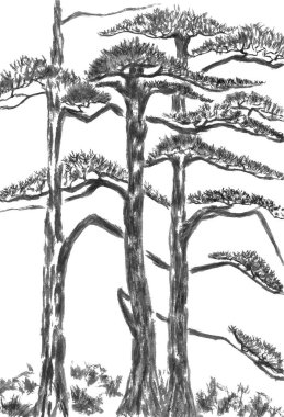 Üç Çinli pines. Suluboya ve mürekkep çizim stili sumi-e, u-sin. Oryantal geleneksel resim. Beyaz arka plan üzerinde izole.