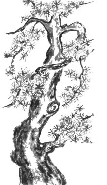 Çin çam. Suluboya ve mürekkep çizim stili sumi-e, u-sin. Oryantal geleneksel resim. Beyaz arka plan üzerinde izole.