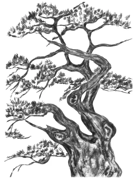 Kinesiska Tall Japansk Akvarell Indian Ink Illustration Träd Stil Sumi — Stockfoto