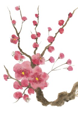 Çiçek açması sakura dalı. Pembe ve kırmızı erik çiçekleri stilize mei ve yabani kiraz. Suluboya ve mürekkep stili sumi-e, go-hua, u-sin ağacında Illustration. Oryantal geleneksel resim.