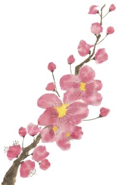Çiçek açması sakura dalı. Pembe ve kırmızı erik çiçekleri stilize mei ve yabani kiraz. Suluboya ve mürekkep stili sumi-e, go-hua, u-sin ağacında Illustration. Oryantal geleneksel resim.