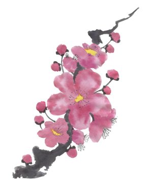 Çiçek açması sakura dalı. Pembe ve kırmızı erik çiçekleri stilize mei ve yabani kiraz. Suluboya ve mürekkep stili sumi-e, go-hua, u-sin ağacında Illustration. Oryantal geleneksel resim.