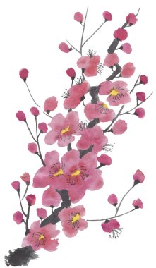 Çiçek açması sakura dalı. Pembe ve kırmızı erik çiçekleri stilize mei ve yabani kiraz. Suluboya ve mürekkep stili sumi-e, go-hua, u-sin ağacında Illustration. Oryantal geleneksel resim.