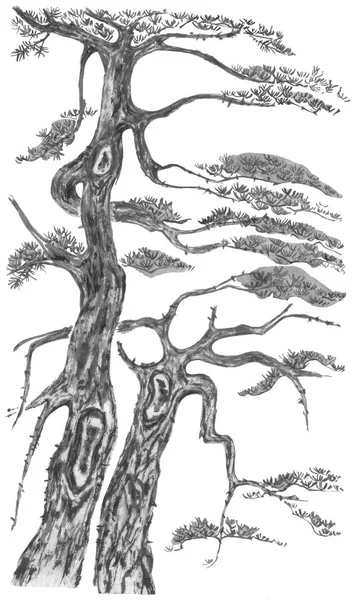 Китайская Сосна Японская Акварель Индийская Чернильная Иллюстрация Дерева Стиле Суми — стоковое фото