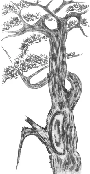 Sosna Chińska Japoński Akwarela Tusz Ilustracja Drzewa Stylu Sumi Hua — Zdjęcie stockowe