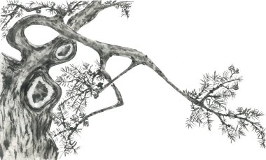 Çin çam. Japon suluboya. Mürekkep Hint tarzı sumi-e, go-hua, u-sin dövme için ağaç Illustration. Oryantal geleneksel resim. Beyaz arka plan üzerinde izole