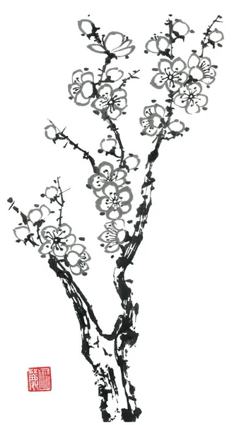 Ramo Sakura Florescente Flores Contorno Ameixa Mei Cereja Selvagem Aquarela — Fotografia de Stock