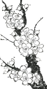 Çiçek açan bir sakuranın dalı. Erik mei ve yabani kiraz kontur çiçekleri . Suluboya ve ağaç mürekkep illüstrasyon tarzı sumi-e, go-hua, u-sin. Oryantal geleneksel resim. 