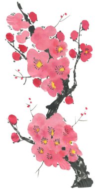 Çiçek açması sakura dalı. Pembe ve kırmızı erik çiçekleri stilize mei ve yabani kiraz. Suluboya ve mürekkep stili sumi-e, go-hua, u-sin ağacında Illustration. Oryantal geleneksel resim.