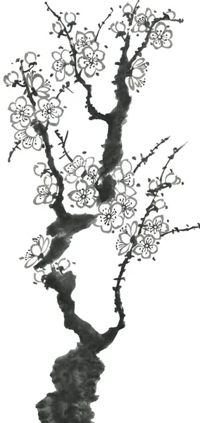 Větev Kvetoucí Sakury Obrysy Květin Švestkového Třešňového Masa Akvarel Inkoust — Stock fotografie