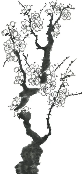 桜の花の枝 梅メイと野生の桜の輪郭の花 水彩画と木のイラストをスタイルのSumi ゴーフア Sin 東洋の伝統絵画 — ストック写真