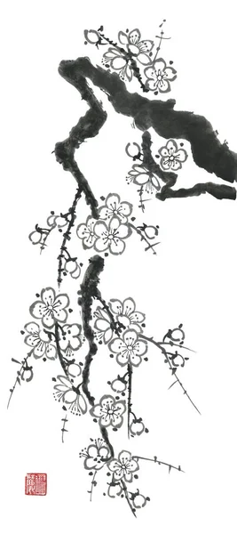 Ветвь Цветущей Сакуры Контур Цветов Сливы Вишни Акварель Чернила Иллюстрация — стоковое фото