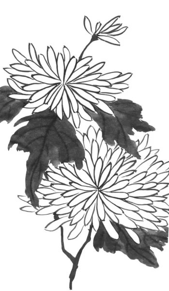 Chrysanthemum Symbol Japan China Contour Flowers Leaves Traditional Oriental Ink — Stock Photo, Image