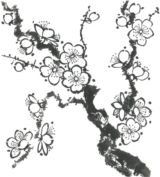桜の花の枝 梅メイと野生の桜の輪郭の花 水彩画と木のイラストをスタイルのSumi ゴーフア Sin 東洋の伝統絵画 — ストック写真