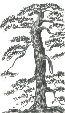 Çin çam. Japon suluboya. Mürekkep Hint tarzı sumi-e, go-hua, u-sin dövme için ağaç Illustration. Oryantal geleneksel resim. Beyaz arka plan üzerinde izole
