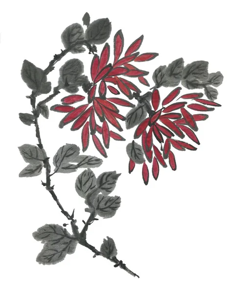 日本と中国のシンボルとしての赤菊 水彩画の手は白い背景に花を描きました 伝統的な東洋の墨画すみえ ゴーフア — ストック写真