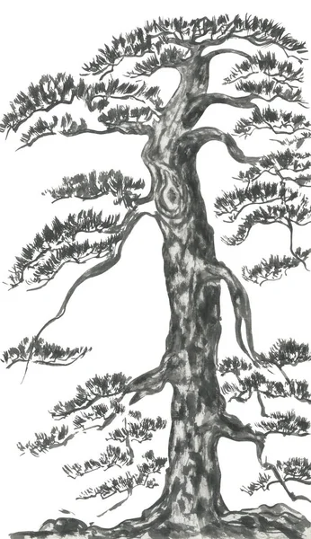 中国松 日本水彩画 印度水墨插图的风格树相美 罪的纹身 东方传统绘画 隔离在白色背景上 — 图库照片