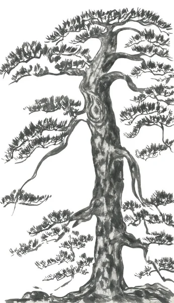 Chinese Pine Japanese Watercolor Indian Ink Illustration Tree Style Sumi — Stock Photo, Image