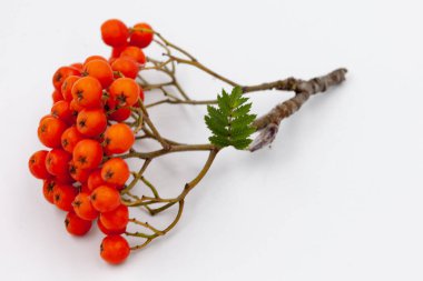 Sonbaharın kırmızı çilek çalı