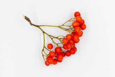 Sonbaharın kırmızı çilek çalı