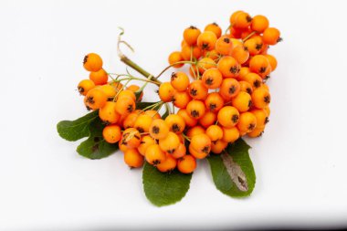 demet kırmızı rowan