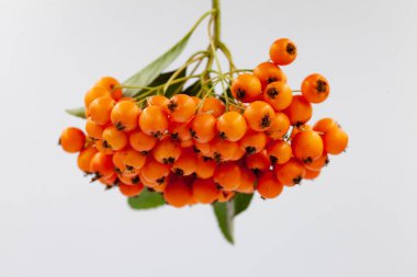 demet kırmızı rowan