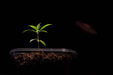 Küçük yeşil esrar bir siyah arka plan üzerine bırakır. Yakın çekim bir bitki tıbbi esrar.