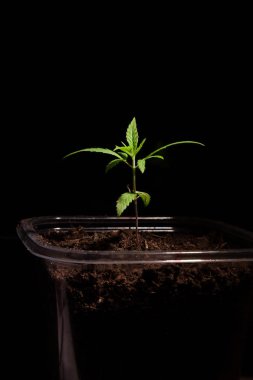 Küçük yeşil esrar bir siyah arka plan üzerine bırakır. Yakın çekim bir bitki tıbbi esrar.