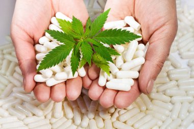 Small green marijuana leaves on a white background with hands. Close-up one plant medical cannabis, two hands with pills. clipart