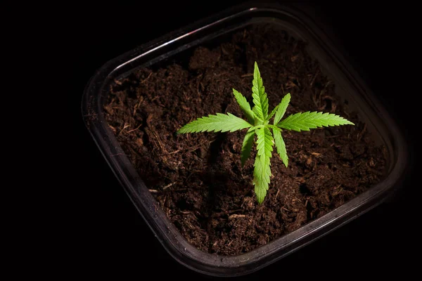 绿色的小大麻在黑色的背景下留下 特写一植物药用大麻 — 图库照片
