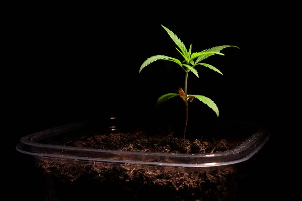 Små Gröna Marijuana Bladen Svart Bakgrund Närbild Växt Medicinsk Cannabis — Stockfoto