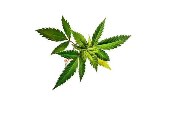 Små Gröna Marijuana Bladen Vit Bakgrund Närbild Växt Medicinsk Cannabis — Stockfoto