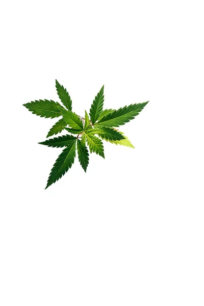 Whitebackground 上的小绿大麻叶子 特写一植物药用大麻 — 图库照片