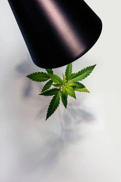 Led Lampa Lyser Med Rött Och Blått Ljus Plantor Cannabis — Stockfoto