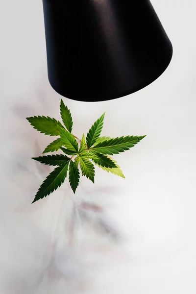 Led Lampa Lyser Med Rött Och Blått Ljus Plantor Cannabis — Stockfoto