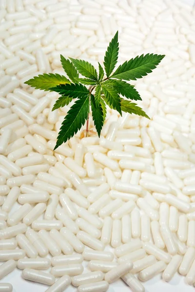 小绿大麻叶子在白色背景从药片 特写一植物药用大麻 — 图库照片
