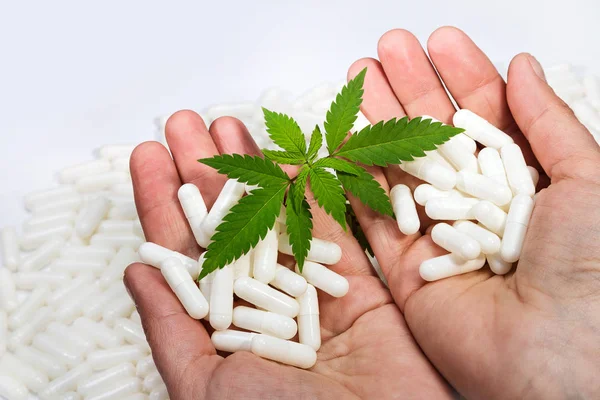 小绿大麻在白色的背景下用手 特写一植物医疗大麻两只手用药片 — 图库照片
