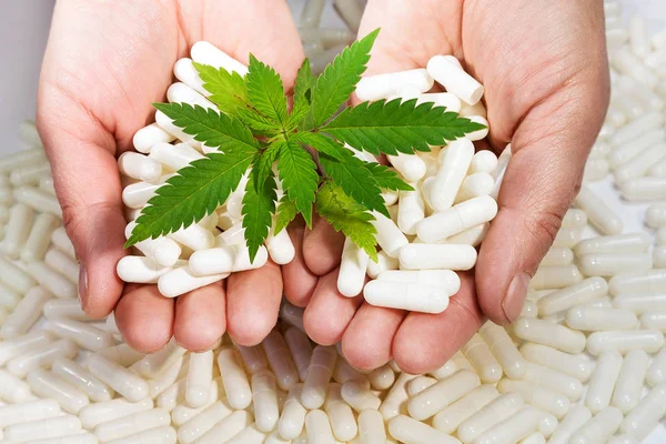 Küçük yeşil esrar elle beyaz zemin üzerine bırakır. Yakın çekim bir bitki tıbbi esrar, iki hap ile eller.
