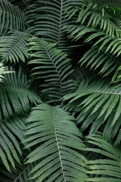 Fern, tropikal yağmur damlaları ile yeşil yapraklar. Üstten görünüm. Düz yatıyordu. Doğa arka plan, lily vadi ve eğreltiotu yaprakları yakın çekim.