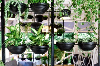 Bir sürü duvarda yeşil yaprakları. Yeşil bitki siyah metal pot vardır tasarım kafe, Bahçe ve iç dekorasyon konsepti için.