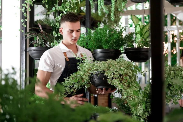 Young smiling man florist working in the garden or greenhouse. An attractive guy makes design of an interior or a cafe of pots with plants.