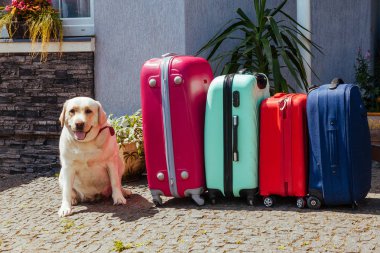Şirin Labrador çanta. Aile ile Seyahat Bagaj yanındaki büyük bir köpek bekliyor.