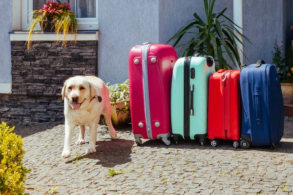 Cute Labrador with suitcase. A large dog next to baggage awaits a trip with family.