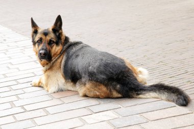 Üzgün yalnız köpek portresi. Çoban köpeği sokakta sahibini bekliyor.