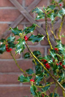 Branch American hollies as a symbol of winter holidays, New Year and Christmas. American Holly Ilex opaca with red berries.